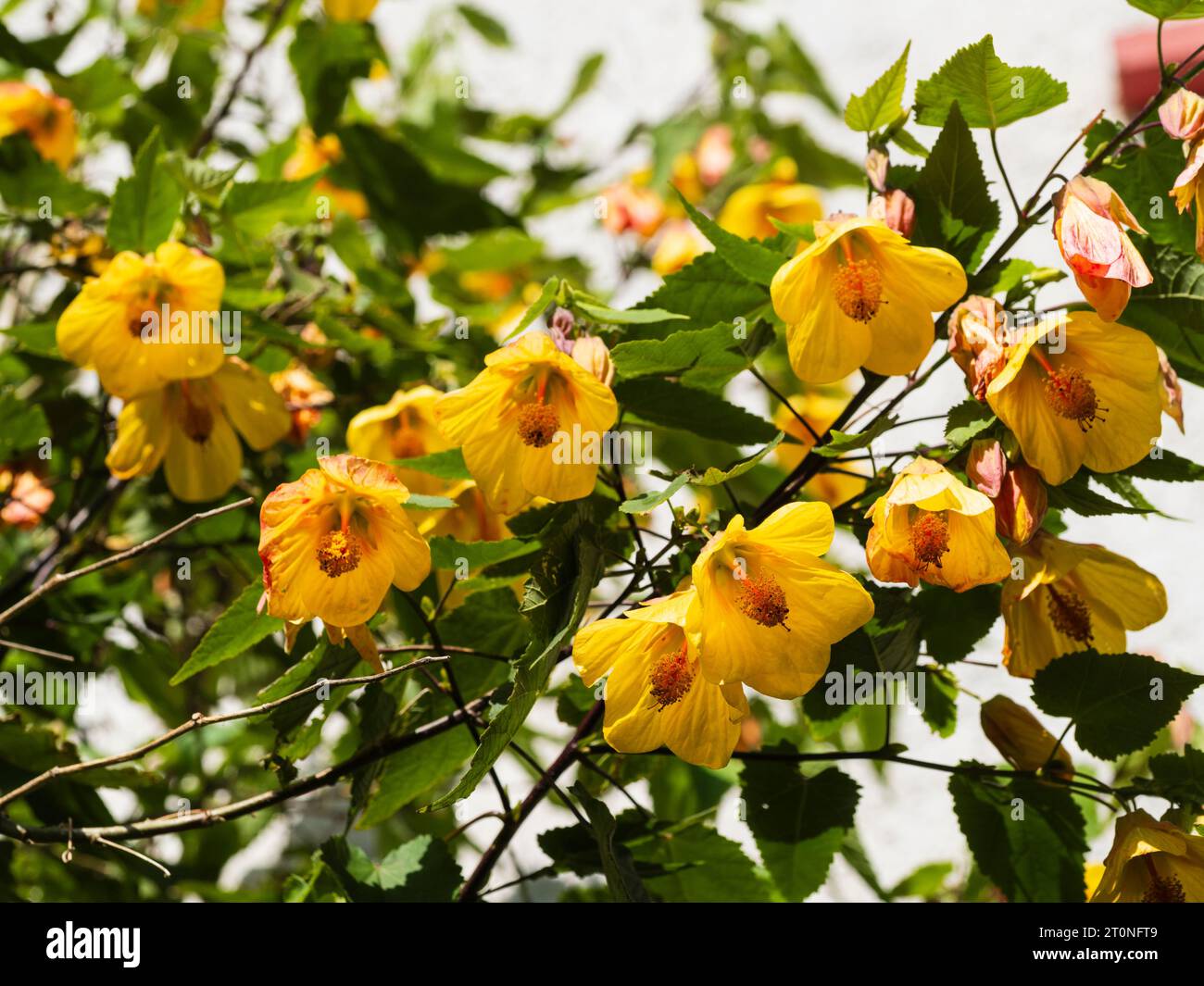 Hängende gelbe Glocken des lax wachsenden, lang blühenden Wandstrauchs, Abutilon „Waltz“ Stockfoto