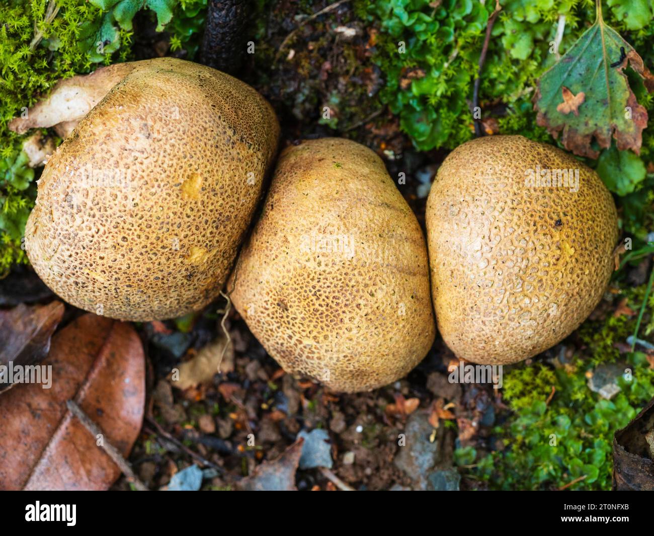 Im Spätsommer entwickeln sich Fruchtkörper des gewöhnlichen Erdball-UK-Pilzes Skleroderma citrinum Stockfoto