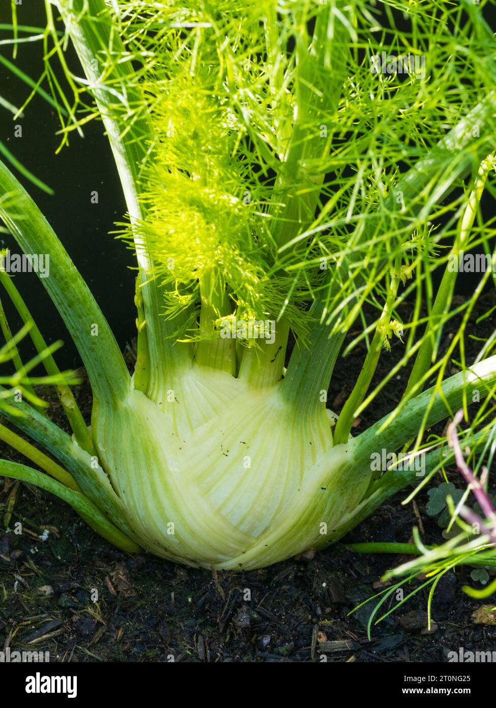 In Behältern gezüchtete Knolle aus dem mit Anis aromatisierten, harten florentiner Fenchel, Foeniculum vulgare var azoricum Stockfoto