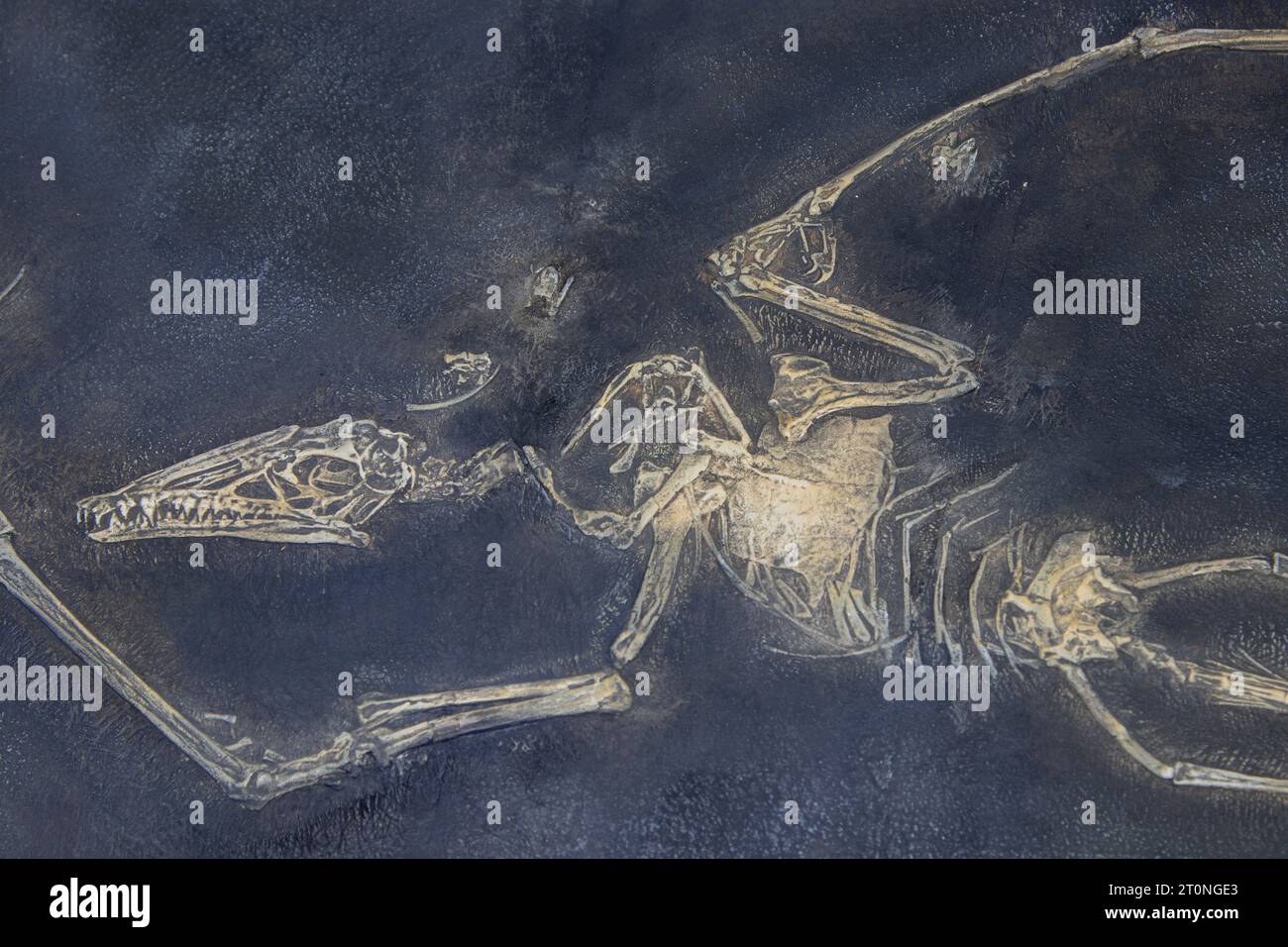 Fossil Camplyognathoides, ein Pterosaurier aus der späten Trias- und Frühjura-Zeit. Stockfoto