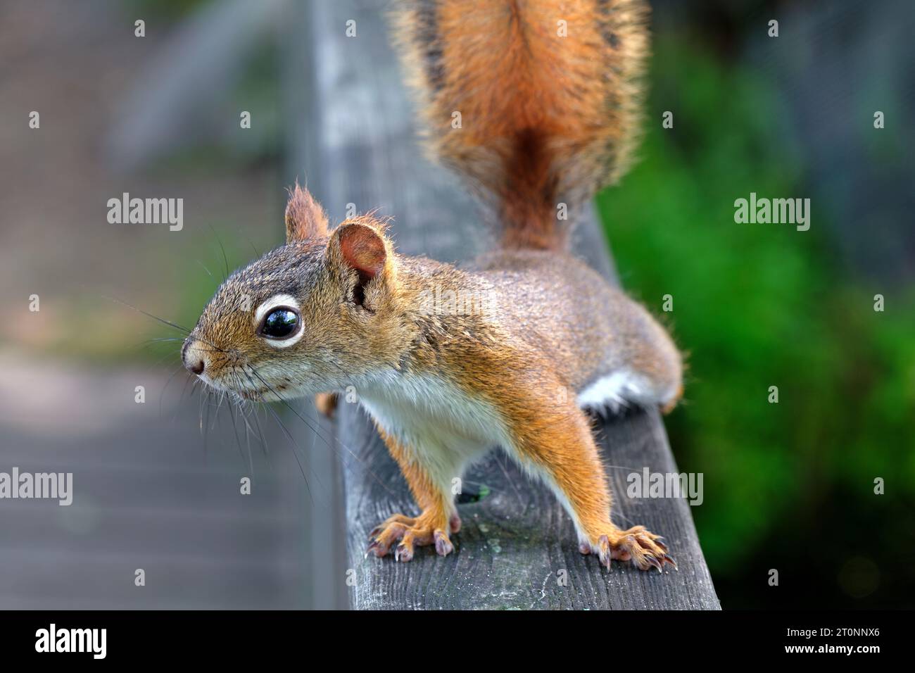 Ein kurioses amerikanisches Rotes Eichhörnchen (Pine Eichhörnchen) - Nordosten von Massachusetts Stockfoto