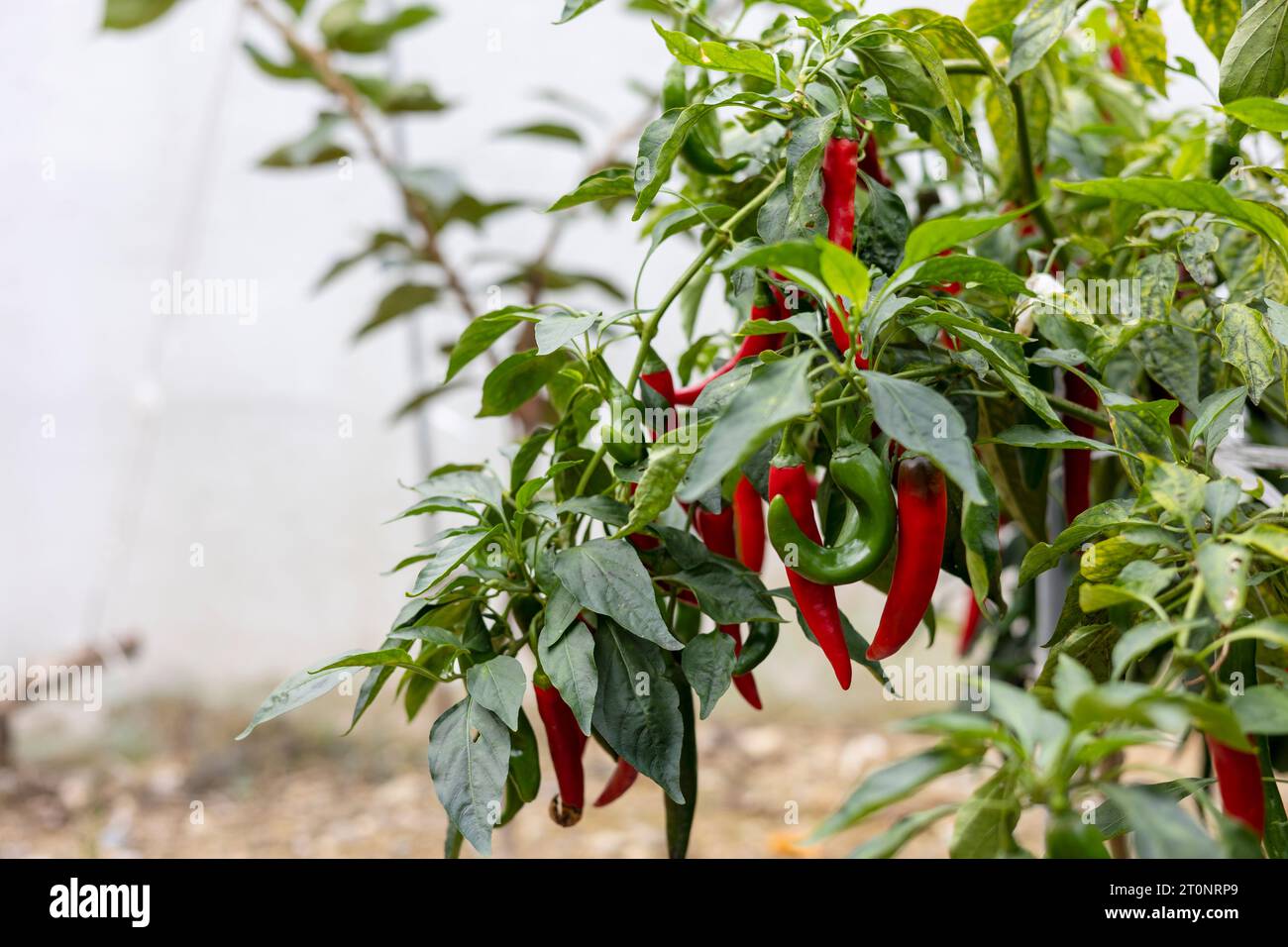 Rote Paprika wachsen auf den Feldern Stockfoto