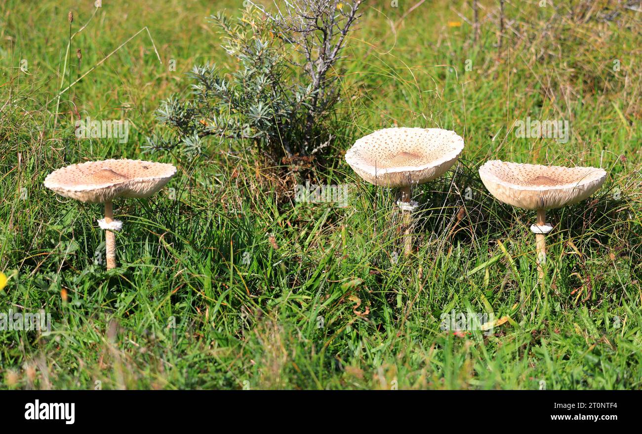 Gemeinsame Riesenschirme im Nordholland Dünenreservat. Castricum, Niederlande, Europa. Stockfoto