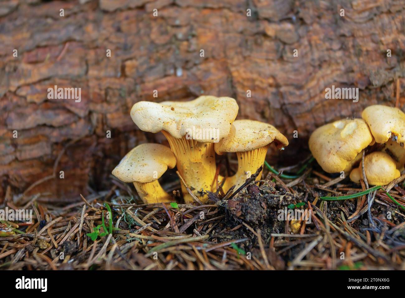 Bunte Pfifferlinge, die in natürlichen Lebensräumen wachsen (Cantharellus cibarius) Stockfoto