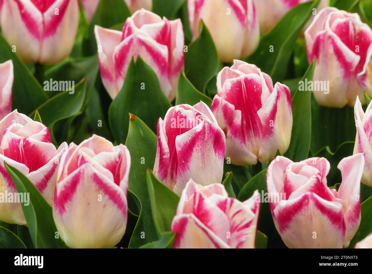 Bunte Tulpen im Garten, rosafarbene Nuancen auf wunderschönen Blumen Stockfoto