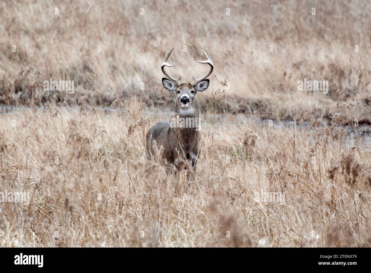 Ein Northern White-Tail Deer Bock steht auf einem Feld - New England Fall. Stockfoto