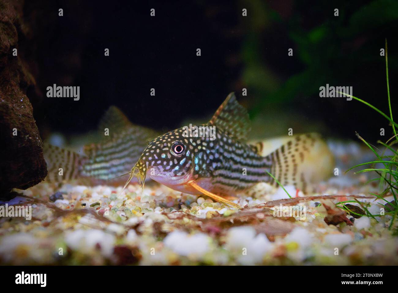 Sterbai cory Nahaufnahme, Fischzucht und in einem Becken aufgezogen (Corydoras sterbai) Stockfoto