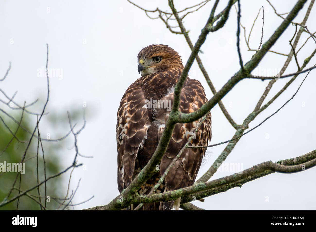 Ein Rotschwanzfalke sitzt an einem Sommermorgen in Massachusetts auf einem Ast. Stockfoto