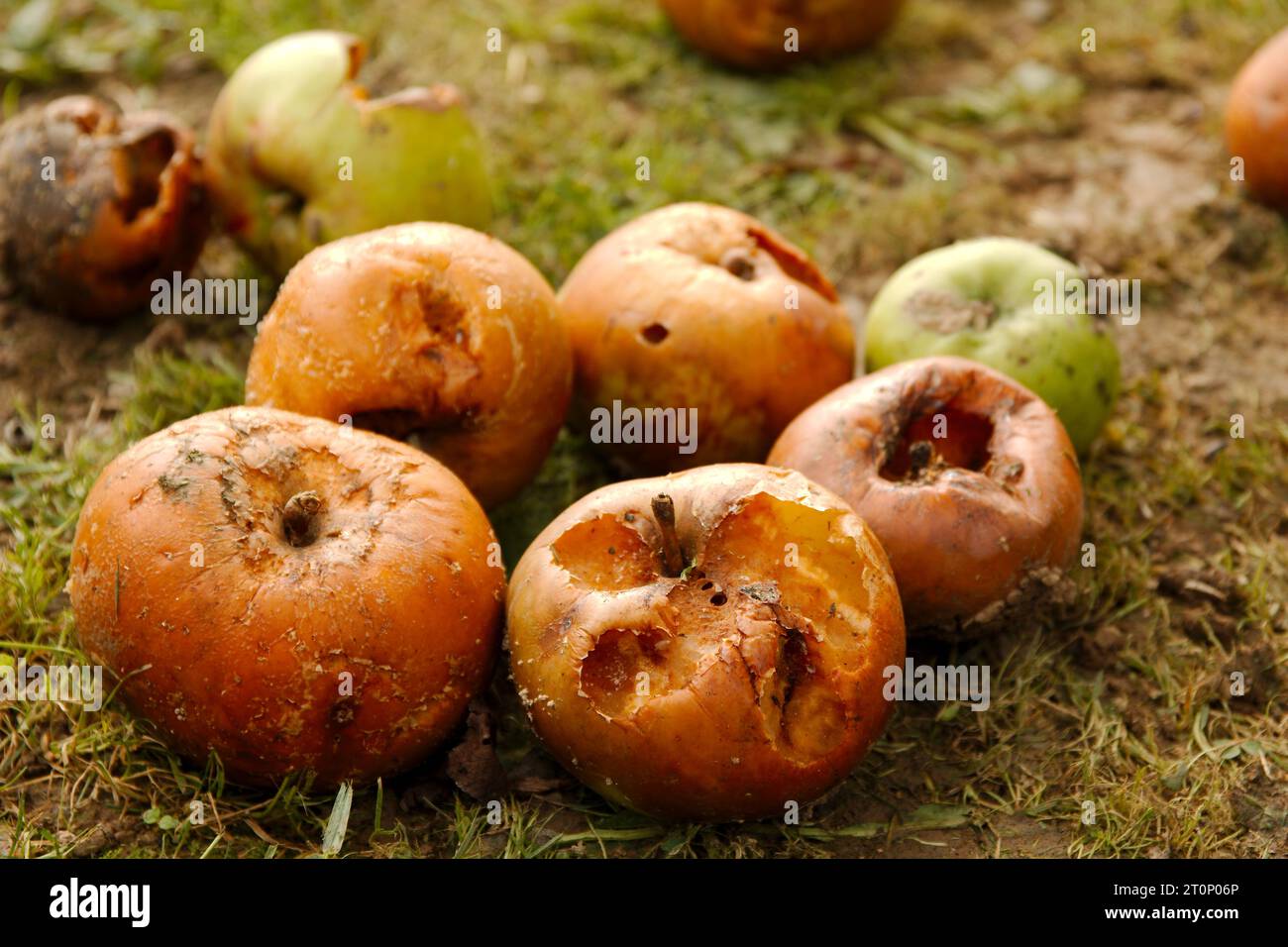 Verrottende Früchte (Äpfel) auf dem Boden im Herbst Stockfoto