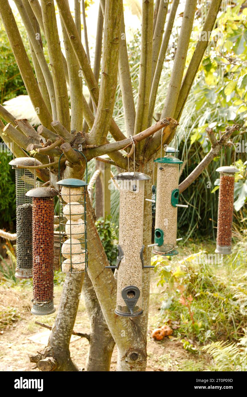 Eine Sammlung von Vogelfuttern in einem Baum Stockfoto