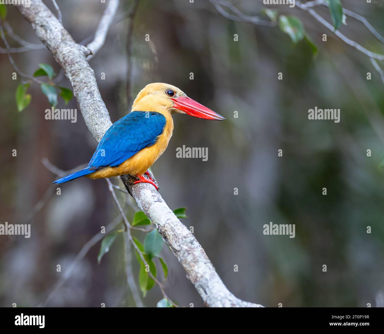 Stork Billed Kingfisher. Tanjung Puting Nationalpark - Borneo Stockfoto