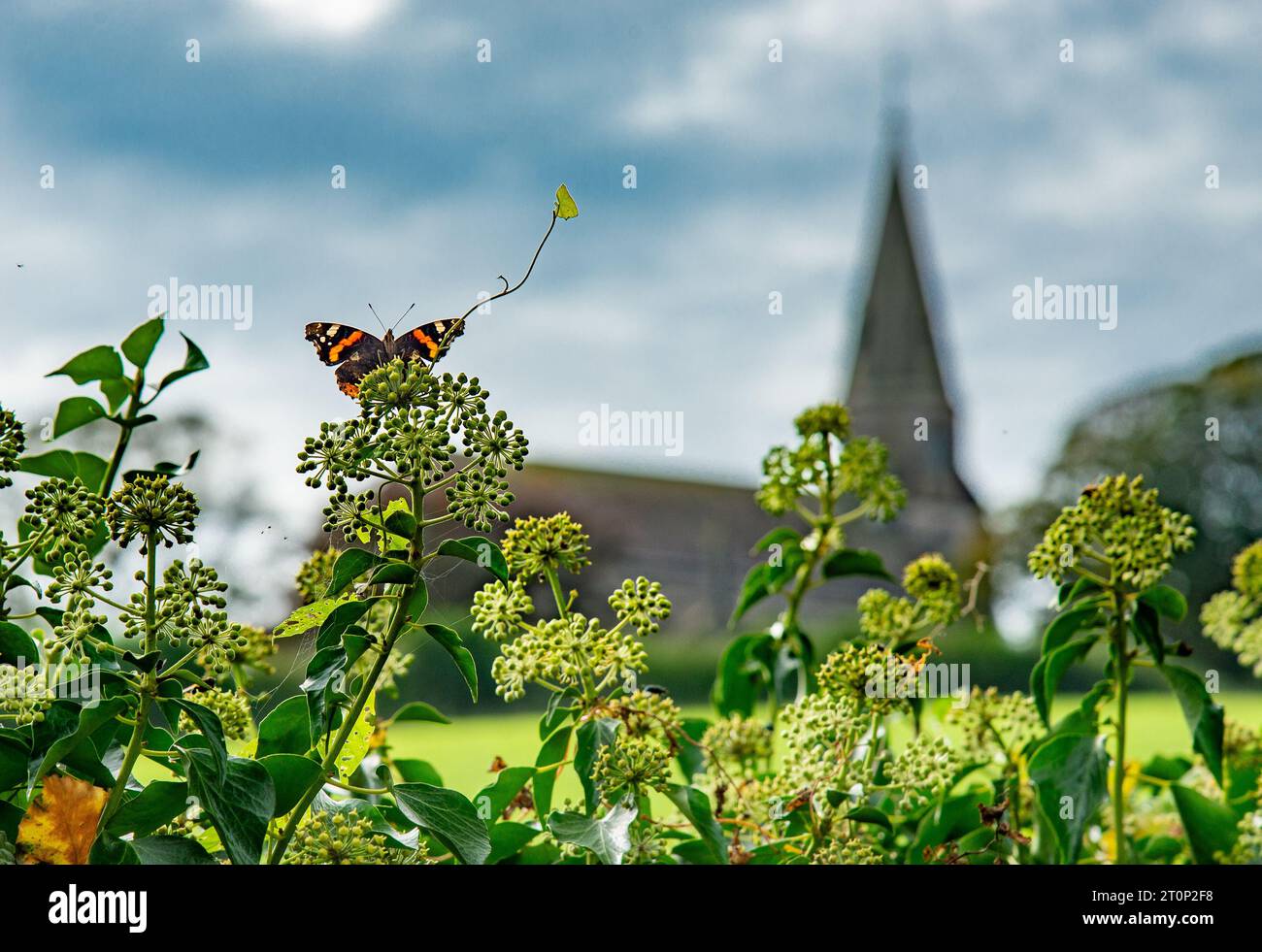Bardsea, Ulverston, Cumbria, Großbritannien. Oktober 2023. Ein roter Admiral-Schmetterling, der Efeu-Blüten in Bardsea, Ulverston, Cumbria ernährt. Ivy liefert Spätsaison Nektar, eine wichtige Nahrungsquelle für Bienen und Schmetterlinge, die ihnen helfen, durch den Winter zu kommen. Quelle: John Eveson/Alamy Live News Stockfoto