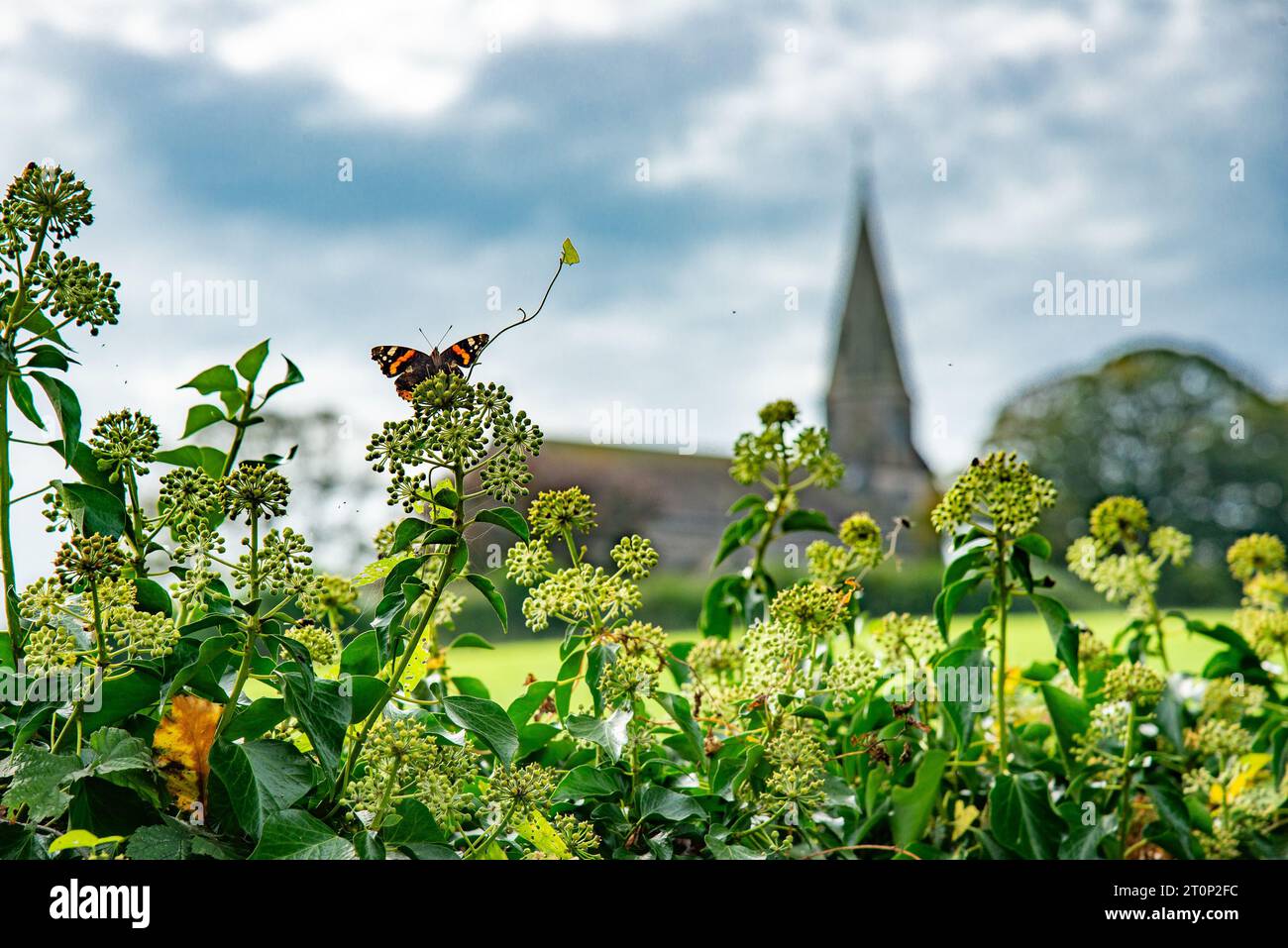 Bardsea, Ulverston, Cumbria, Großbritannien. Oktober 2023. Ein roter Admiral-Schmetterling, der Efeu-Blüten in Bardsea, Ulverston, Cumbria ernährt. Ivy liefert Spätsaison Nektar, eine wichtige Nahrungsquelle für Bienen und Schmetterlinge, die ihnen helfen, durch den Winter zu kommen. Quelle: John Eveson/Alamy Live News Stockfoto