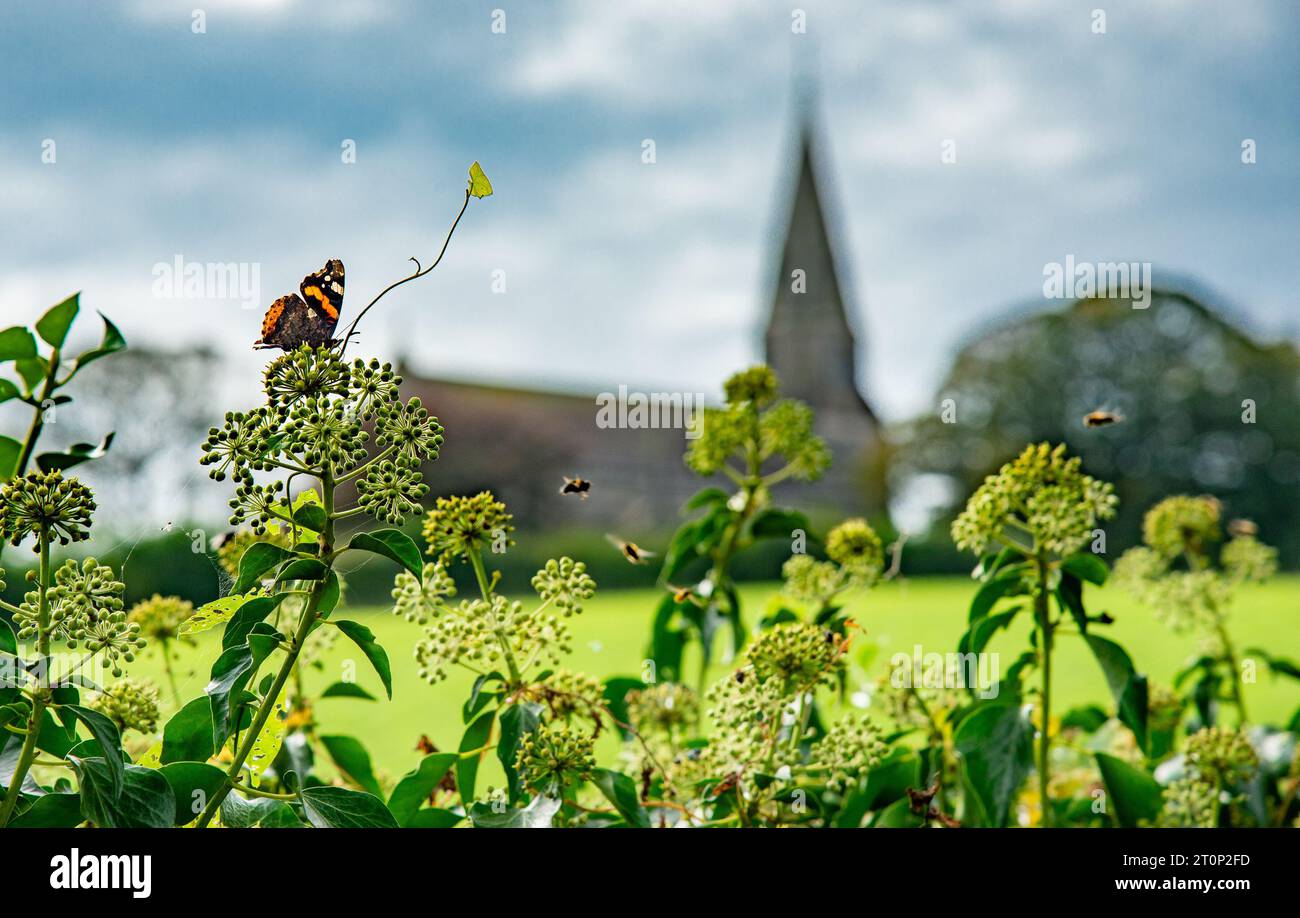 Bardsea, Ulverston, Cumbria, Großbritannien. Oktober 2023. Ein roter Admiral-Schmetterling, der Efeu-Blüten in Bardsea, Ulverston, Cumbria ernährt. Ivy liefert Spätsaison Nektar, eine wichtige Nahrungsquelle für Bienen und Schmetterlinge, die ihnen helfen, durch den Winter zu kommen. Quelle: John Eveson/Alamy Live News Stockfoto