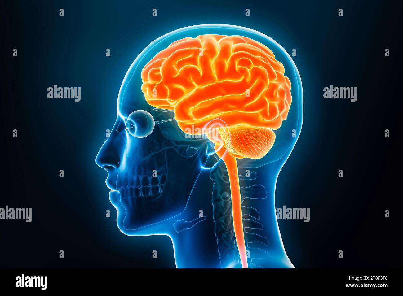 Profilansicht des Gehirns und des Rückenmarks Röntgendarstellung 3D-Darstellung. Anatomie des menschlichen Körpers und des zentralen Nervensystems, Medizin, Biologie, Ischienenkörper Stockfoto