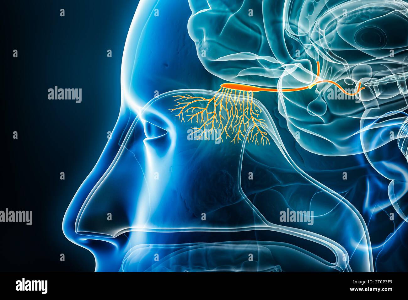 3D-Darstellung von Geruchsfasern, Bulbus und Nerven oder Trakt mit Körperkonturen. Menschliches Gehirn, Nerven- und Sinnessystem Anatomie, medizinisch, biol Stockfoto