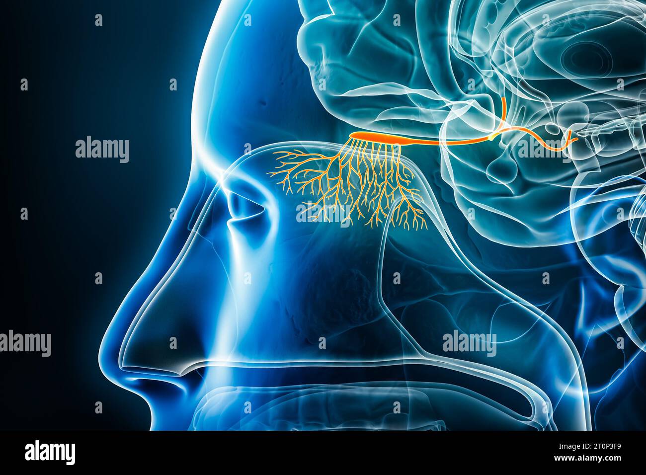 3D-Darstellung von Geruchsfasern, Bulbus und Nerven oder Trakt mit Körperkonturen. Menschliches Gehirn, Nerven- und Sinnessystem Anatomie, medizinisch, biol Stockfoto