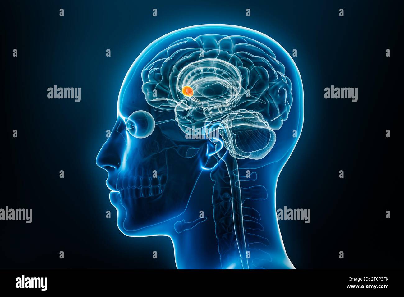 Nucleus accumulbens in der 3D-Darstellung des Gehirns. Anatomie des menschlichen Körpers und des Nervensystems, Medizin, Biologie, Wissenschaft, Neurowissenschaft, neurol Stockfoto