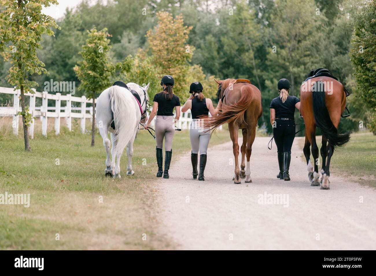 Drei wunderschöne Pferde mit weiblichen Jockeys, die Seite an Seite entlang eines Pfads in der Nähe der Felder der Reiterhöfe laufen Stockfoto