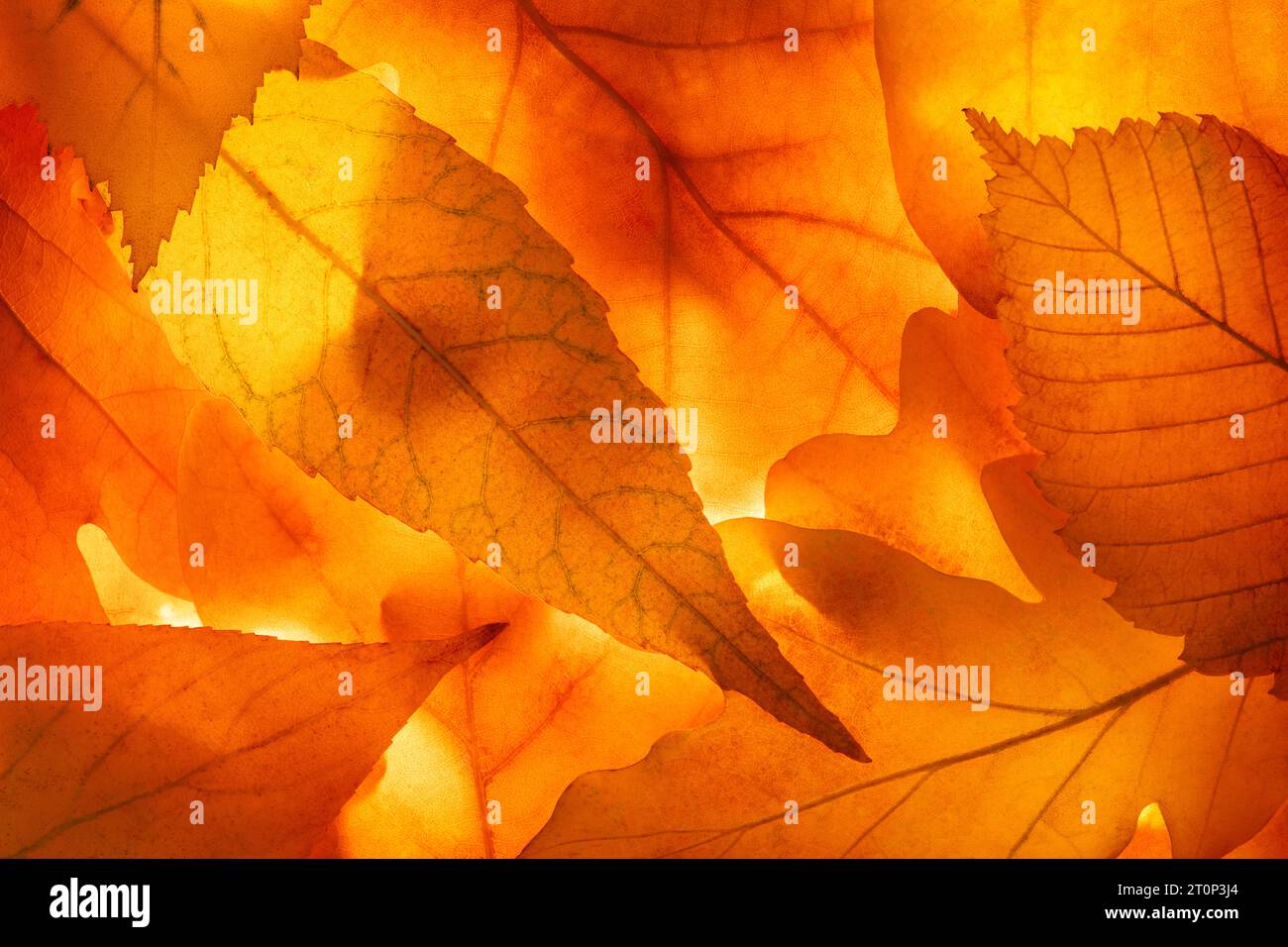 Heller Hintergrund Herbstsaison lässt Nahaufnahme mit Hintergrundbeleuchtung als Hintergrund, Vorlage oder Webbanner für das Design des Herbstthemas Stockfoto