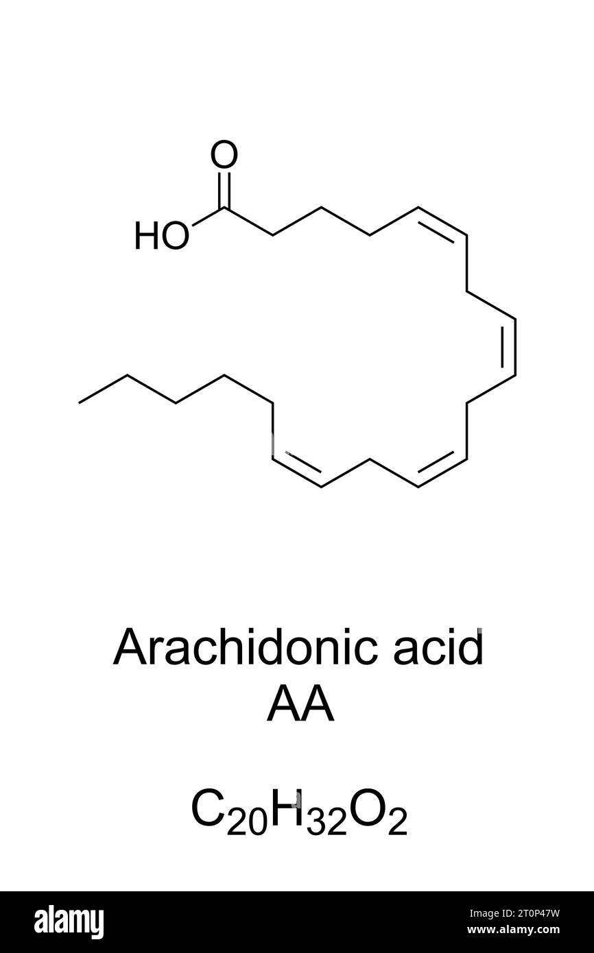 Arachidonsäure, AA oder ARA, chemische Formel und Struktur. Mehrfach ungesättigte Omega-6-Fettsäure, vorhanden in Phospholipiden von Membranen von Körperzellen. Stockfoto