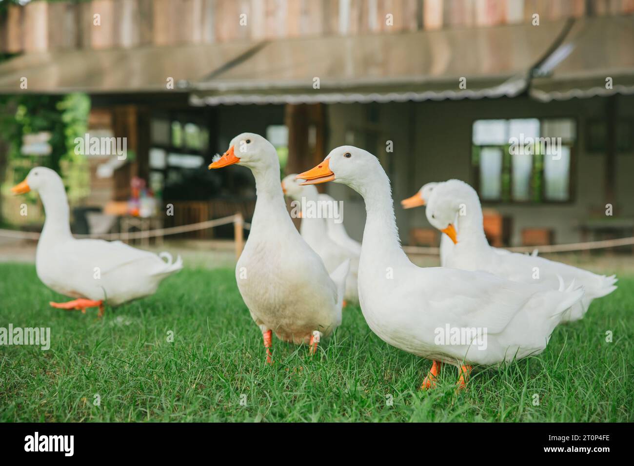 Eine Gruppe von Niederlanden nennt Entenrasse Tiertier in der Gartenfarm im Freien die niedlichsten Enten Stockfoto