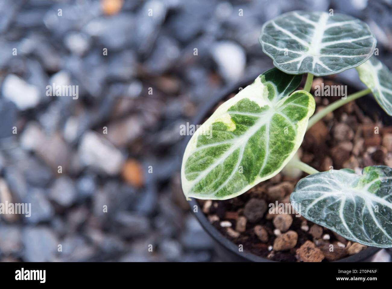 Alocasia Schwarzer Samtninja im Topf Stockfoto