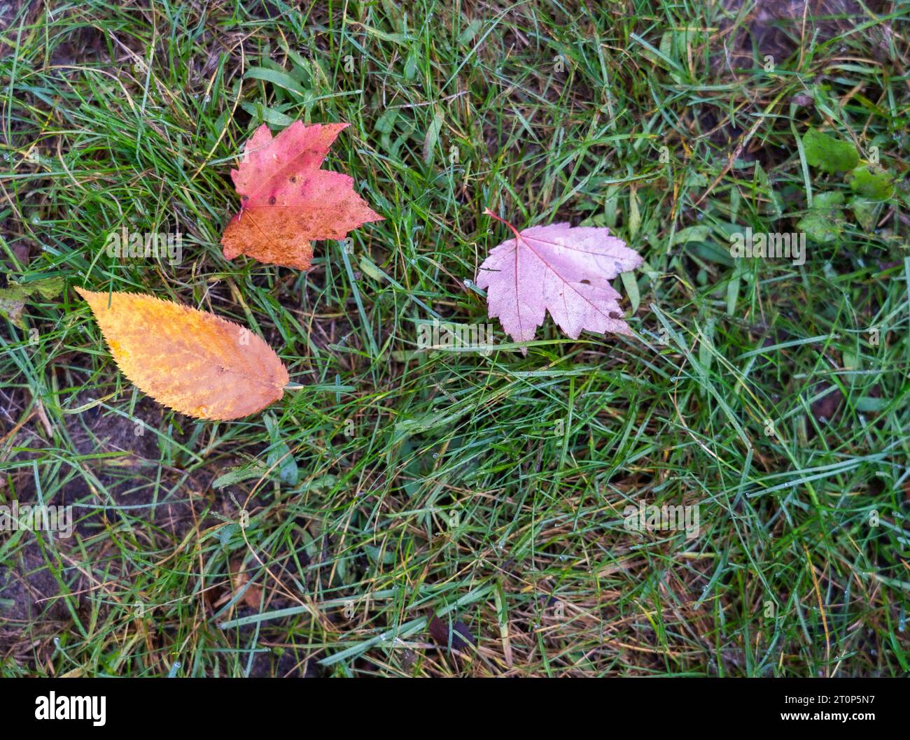 Drei bunte, gefallene Blätter ruhen im Herbst auf grasbewachsenem Boden. Birken- und Ahornblätter sind farbenfroh mit einzigartigen Mustern. Stockfoto