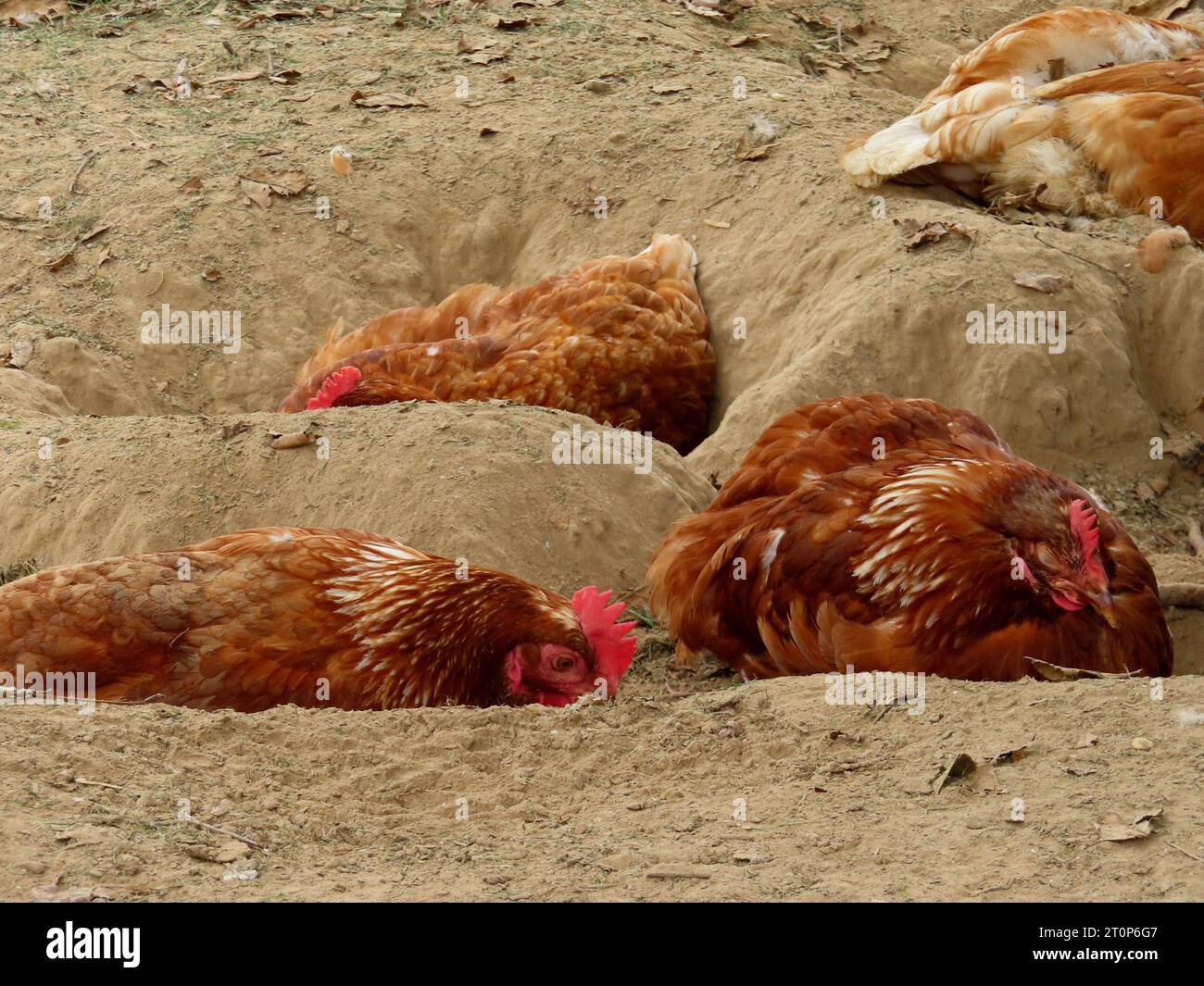 Manchmal moechte ich auch einfach Huhn sein -wie in jenem Evergreen aus Großmutters Zeiten New Hampshire Huehner - wie man sich buddelt so liegt Mann *** manchmal will ich einfach nur ein Huhn sein wie in diesem immergrünen von Großmüttern Zeit New Hampshire Hühner wie man graben soll, damit man lügt Quelle: Imago/Alamy Live News Stockfoto