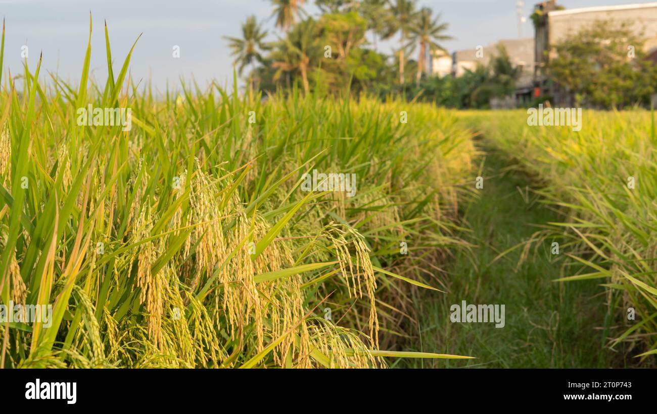 Nahaufnahme von Bäumen und Reisoberfrüchten, die reif und bereit für die Ernte sind, im Dorf Masolo Pinrang am Nachmittag, Indonesien Stockfoto