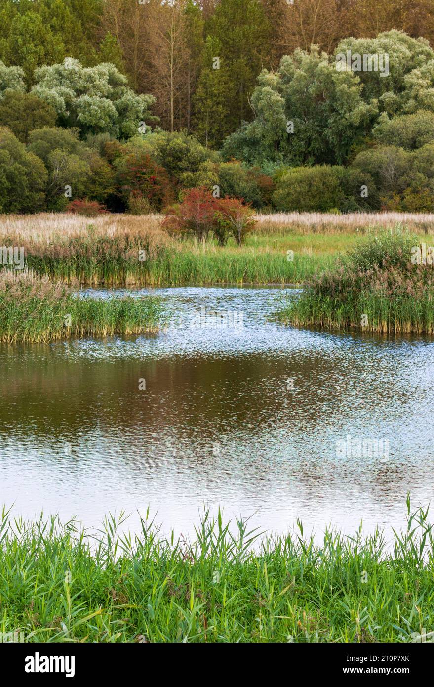 Fowlmere Fen Cambridgeshire Stockfoto