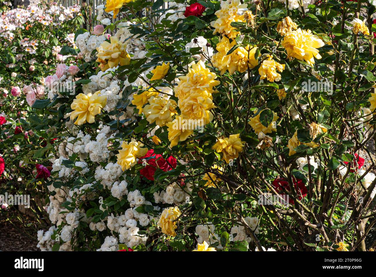 Gelbe, weiße, rote und rosa Rosen im Garten Stockfoto