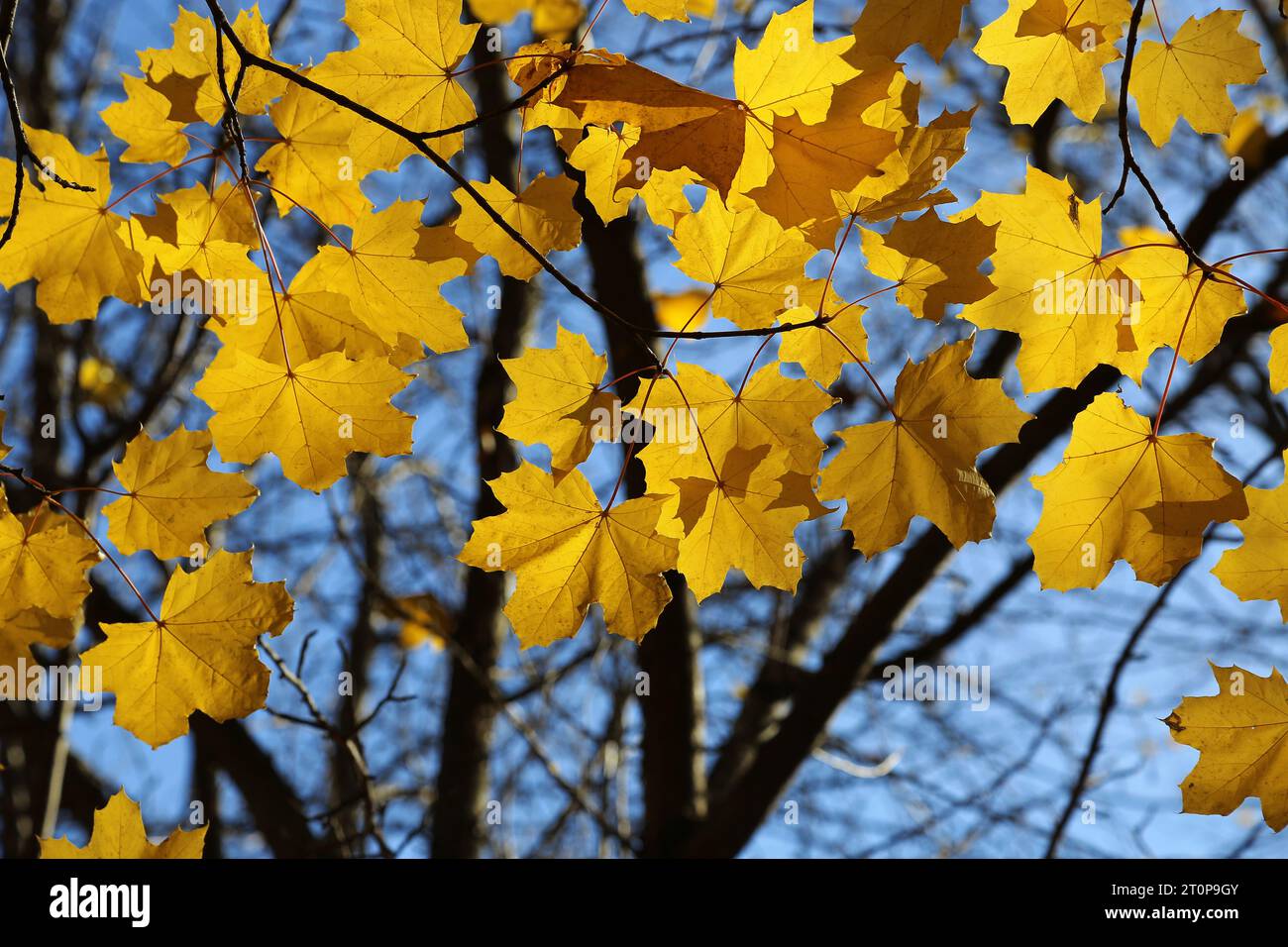Schönes gelbes Laub aus Herbstahorn Stockfoto