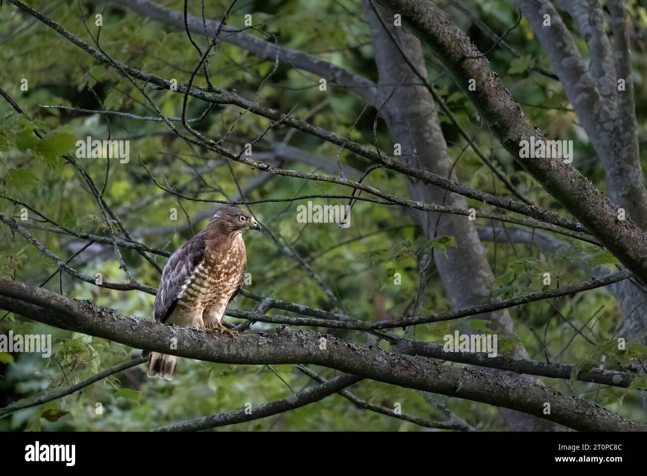 Niedriger Blickwinkel auf Vögel, die auf einem Baum sitzen - Petite Buse - Buteo platypterus - Breitflügelfalke Stockfoto