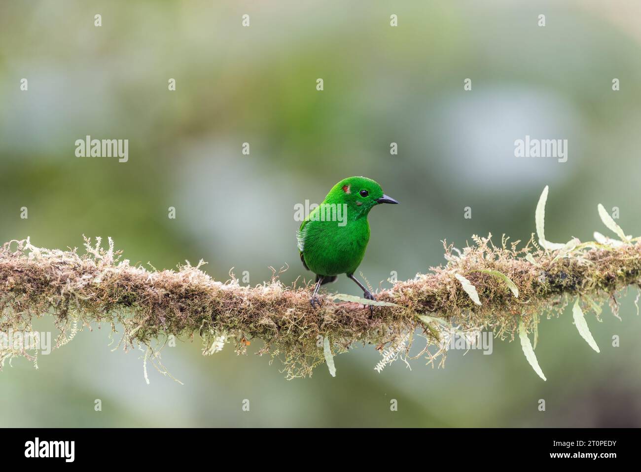 Der Chaco-Endemit (Chlorochrysa phoenicotis) in Ecuador Stockfoto