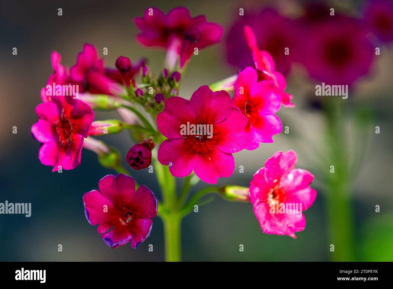 Alpenkolumbinenblume, Primula japonica A.Gray Stockfoto