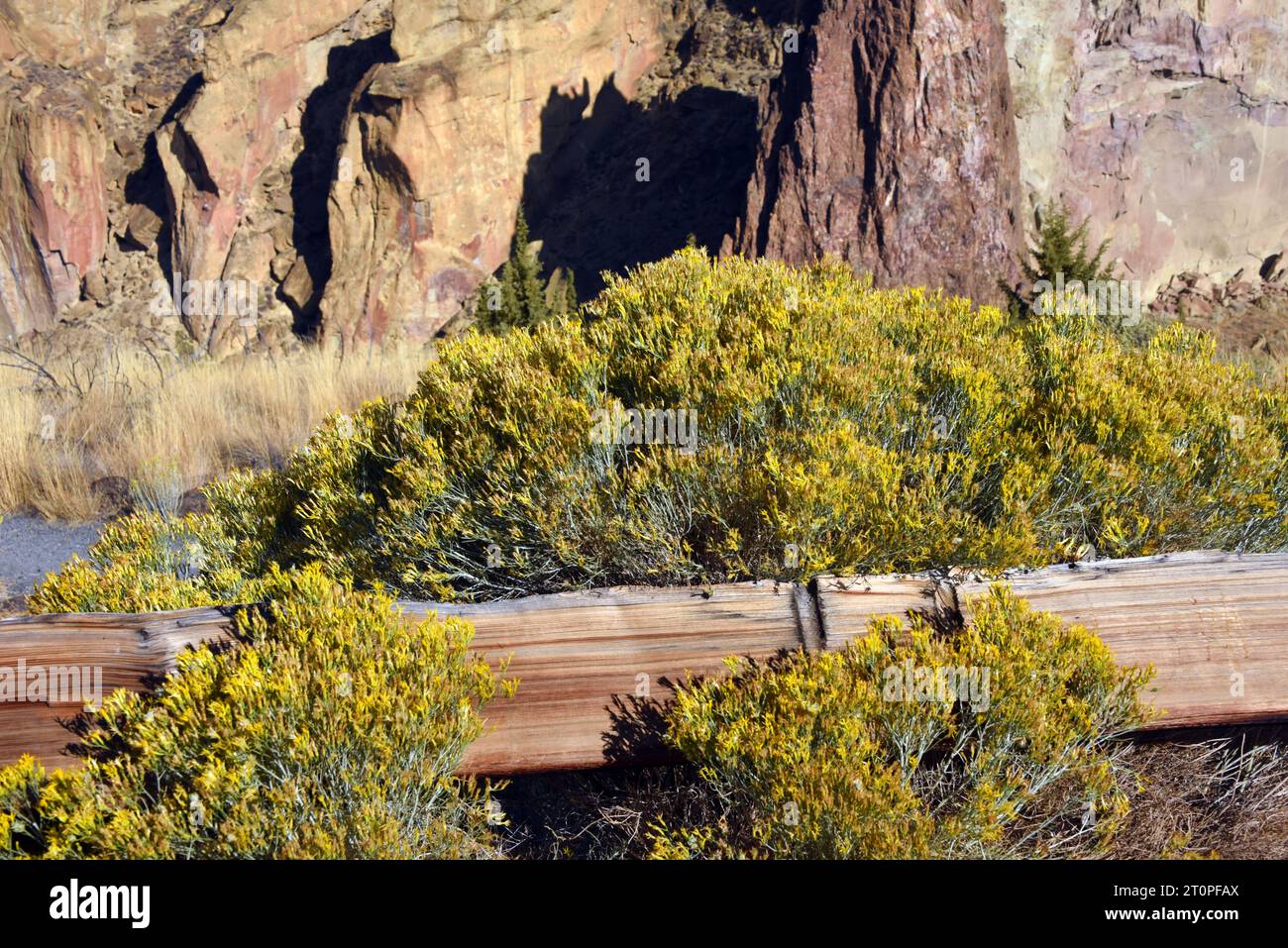 Rabbit Brush, blühend mit gelben Blumen, umgibt geteilte Schienen am Zaun im Smith Rock State Park in Oregon. Stockfoto