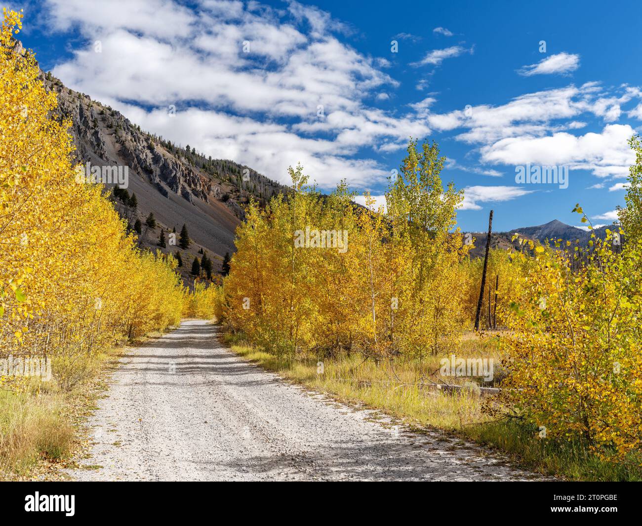 Weniger befahrene Straßen führen durch einen Aspenhain Stockfoto