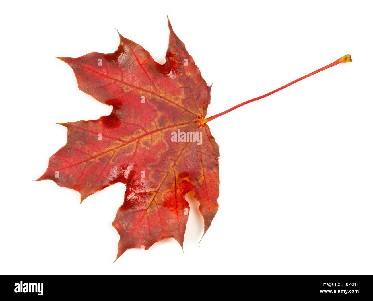 Herbstblatt auf weißem Hintergrund Stockfoto