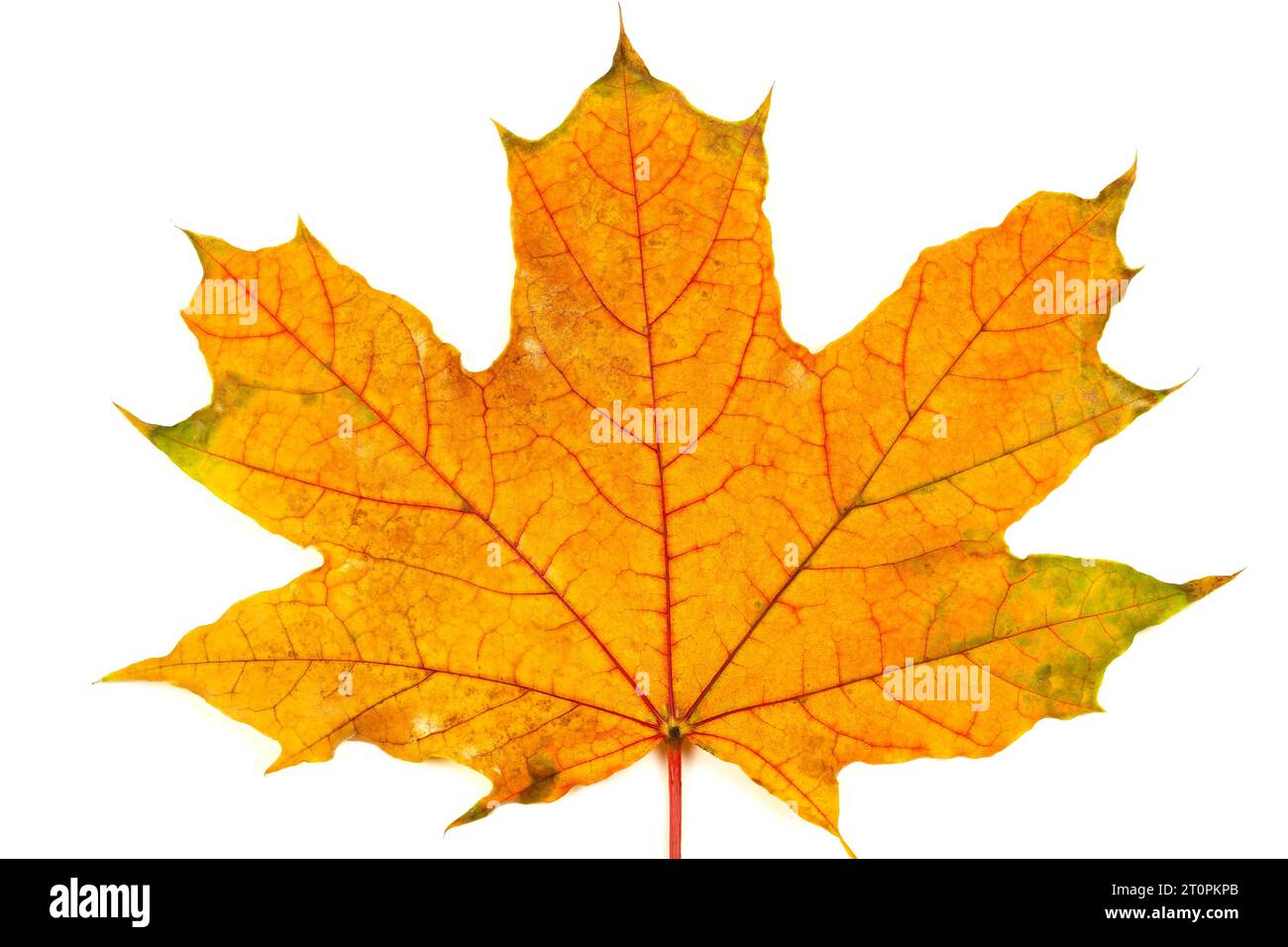 Herbstblatt auf weißem Hintergrund Stockfoto