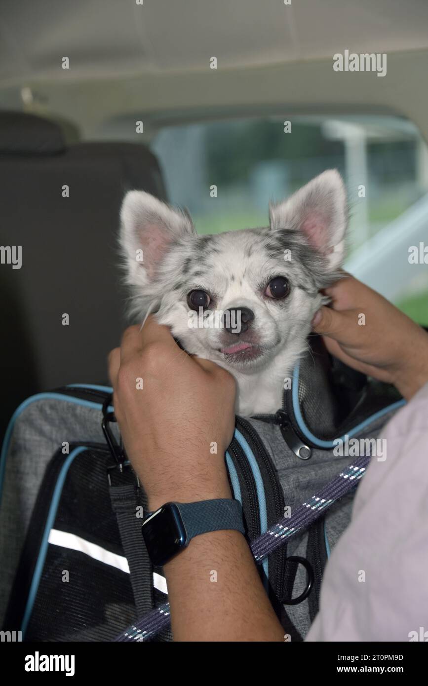 Der junge Mann hält seinen Hund in einer Reisetasche, lässt aber den Hunden den Kopf nach oben zeigen. Sie reisen in einem kleinen Flugzeug. Stockfoto