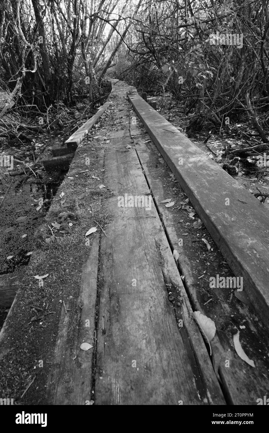 Holzweg durch den Birkenwald Stockfoto