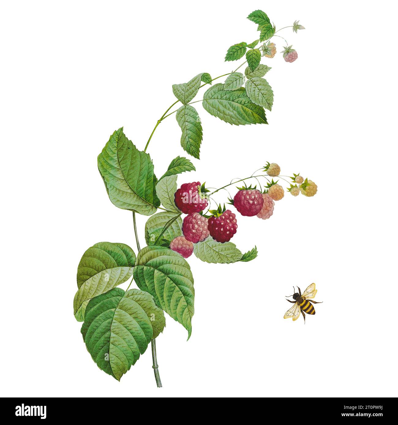 Himbeerfrüchte und Bienen. Botanische Illustration von Pierre-Joseph Redoute, königlicher botanischer Künstler für Königinnen und Kaiserinnen von Frankreich Stockfoto