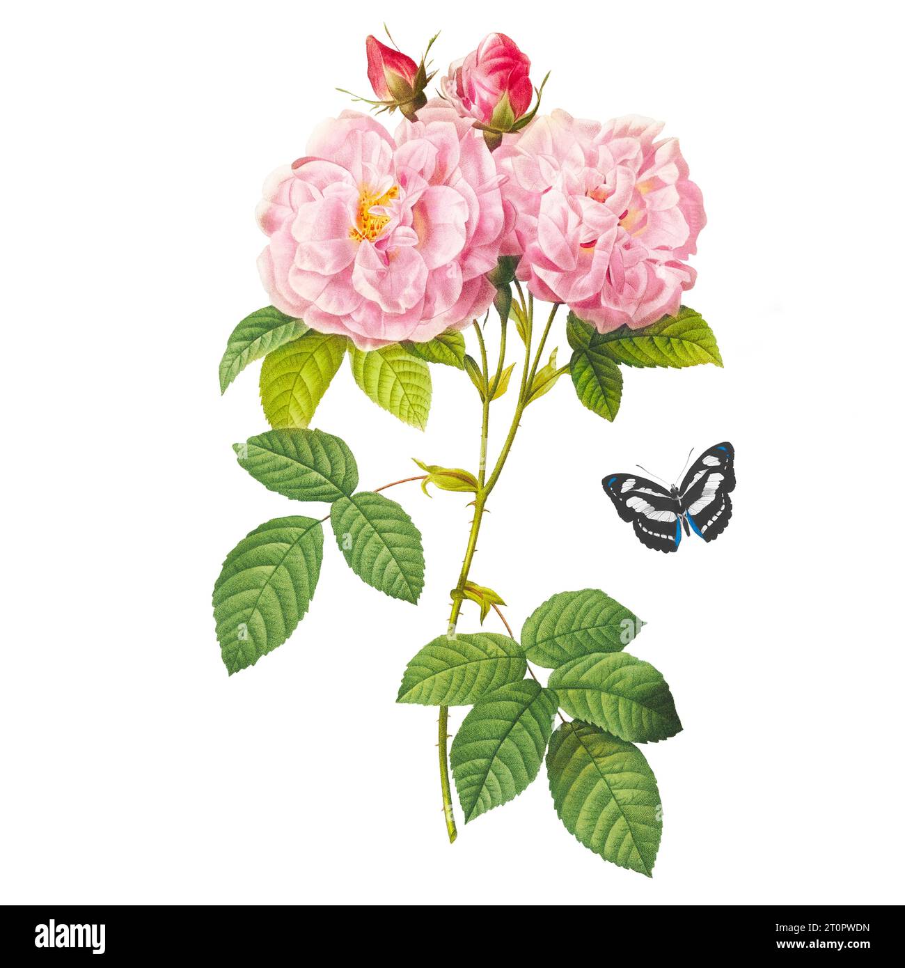 Rose. Botanische Illustration von Pierre-Joseph Redoute, königlicher botanischer Künstler für Königinnen und Kaiserinnen von Frankreich Stockfoto