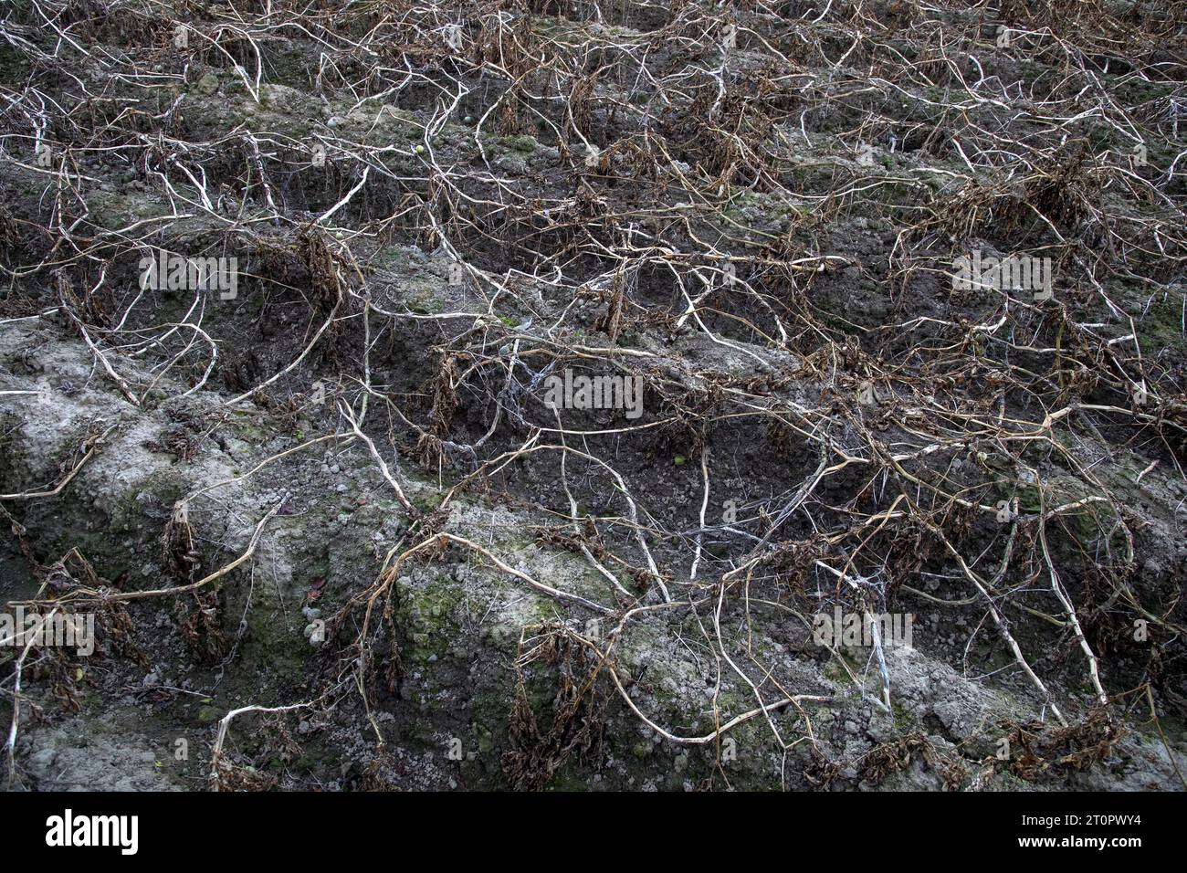 Lierde, Belgien. Oktober 2023. Die Abbildung zeigt ein Kartoffelfeld in Lierde, Beginn der Automatensaison, Sonntag, 08. Oktober 2023. BELGA FOTO NICOLAS MAETERLINCK Credit: Belga News Agency/Alamy Live News Stockfoto