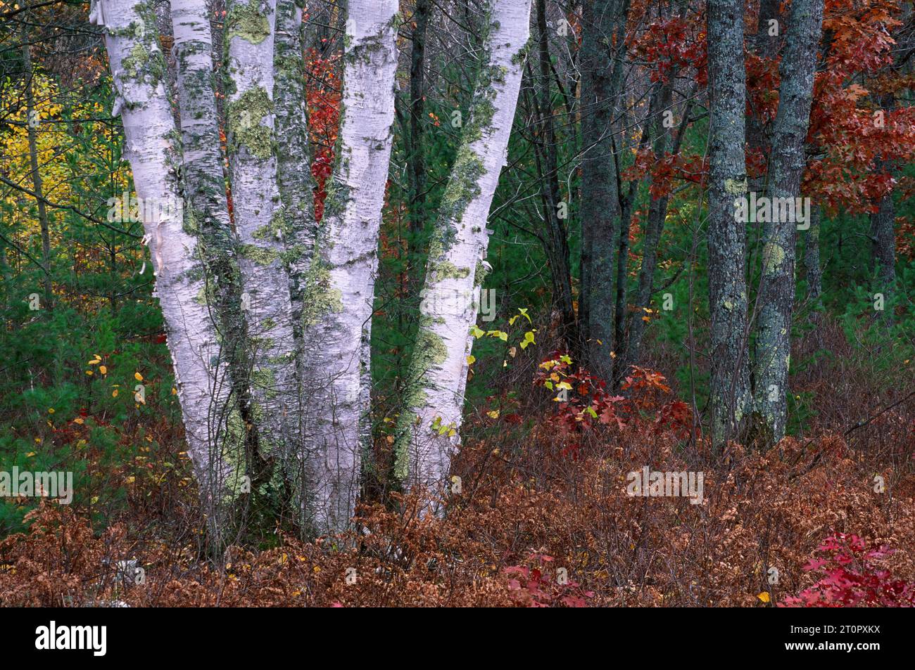 Birkenwald, American Legion State Forest, Wisconsin Stockfoto