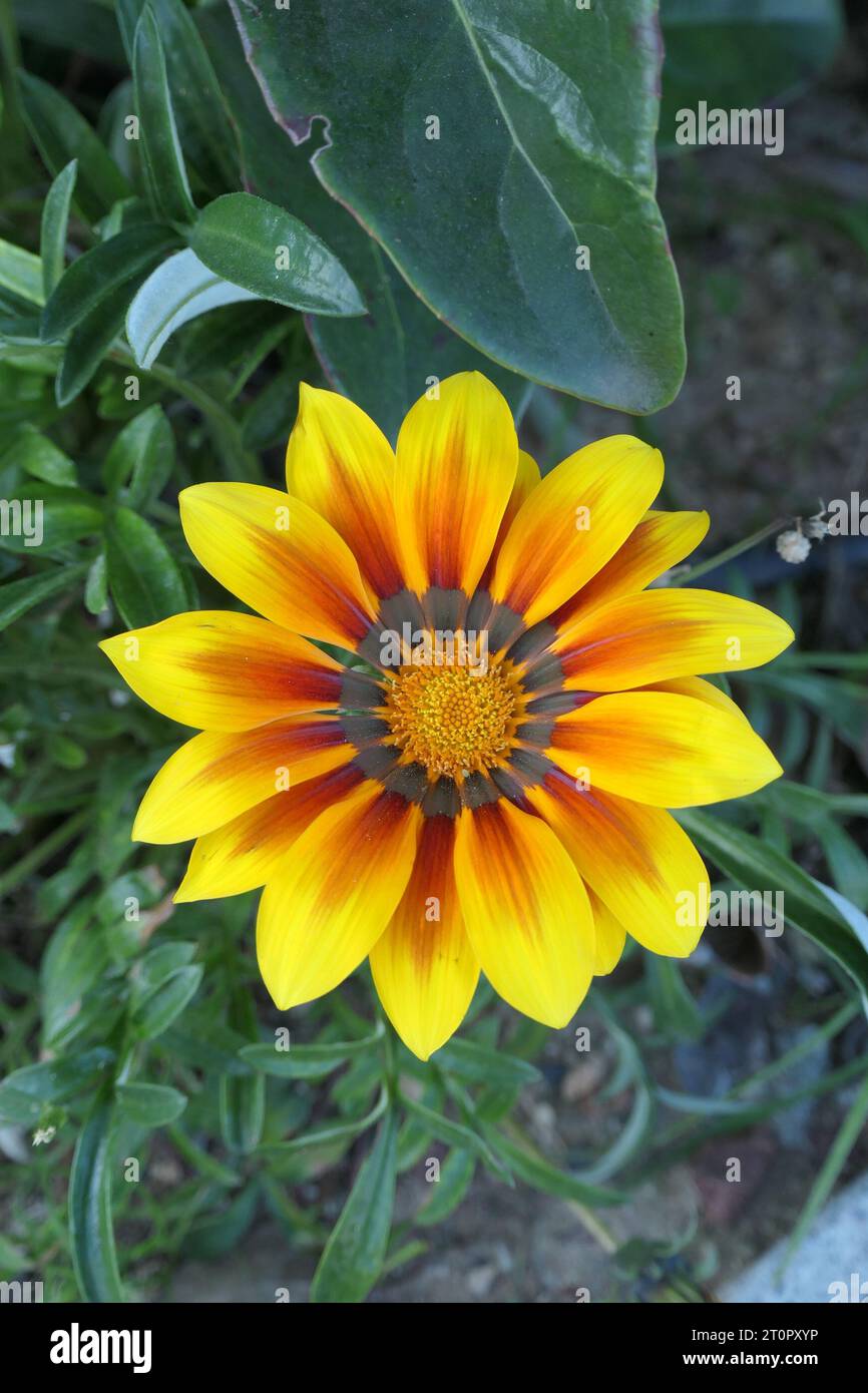 Bunte Gazania Blume blüht im Stadtpark Stockfoto