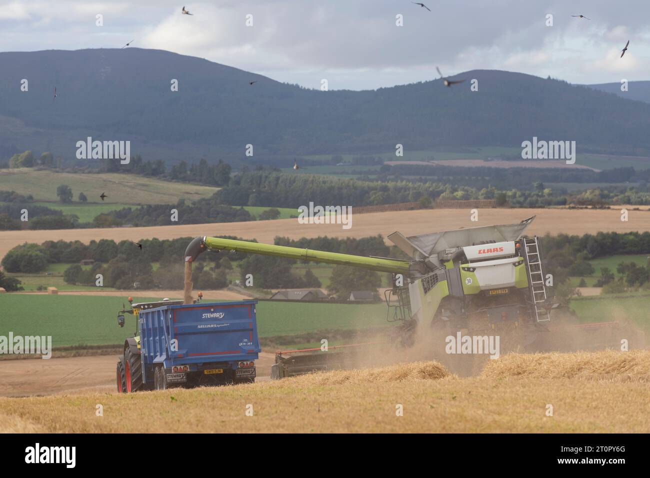 Rückansicht eines Claas-Mähdreschers, gefolgt von einer Schwalbenherde (Hirundo Rustica), während Gerste geerntet und in einen Getreideanhänger geladen wird Stockfoto