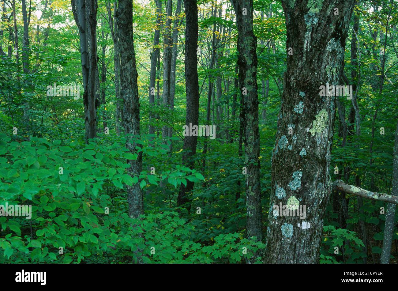 Wald, Monongahela National Forest, West Virginia Stockfoto