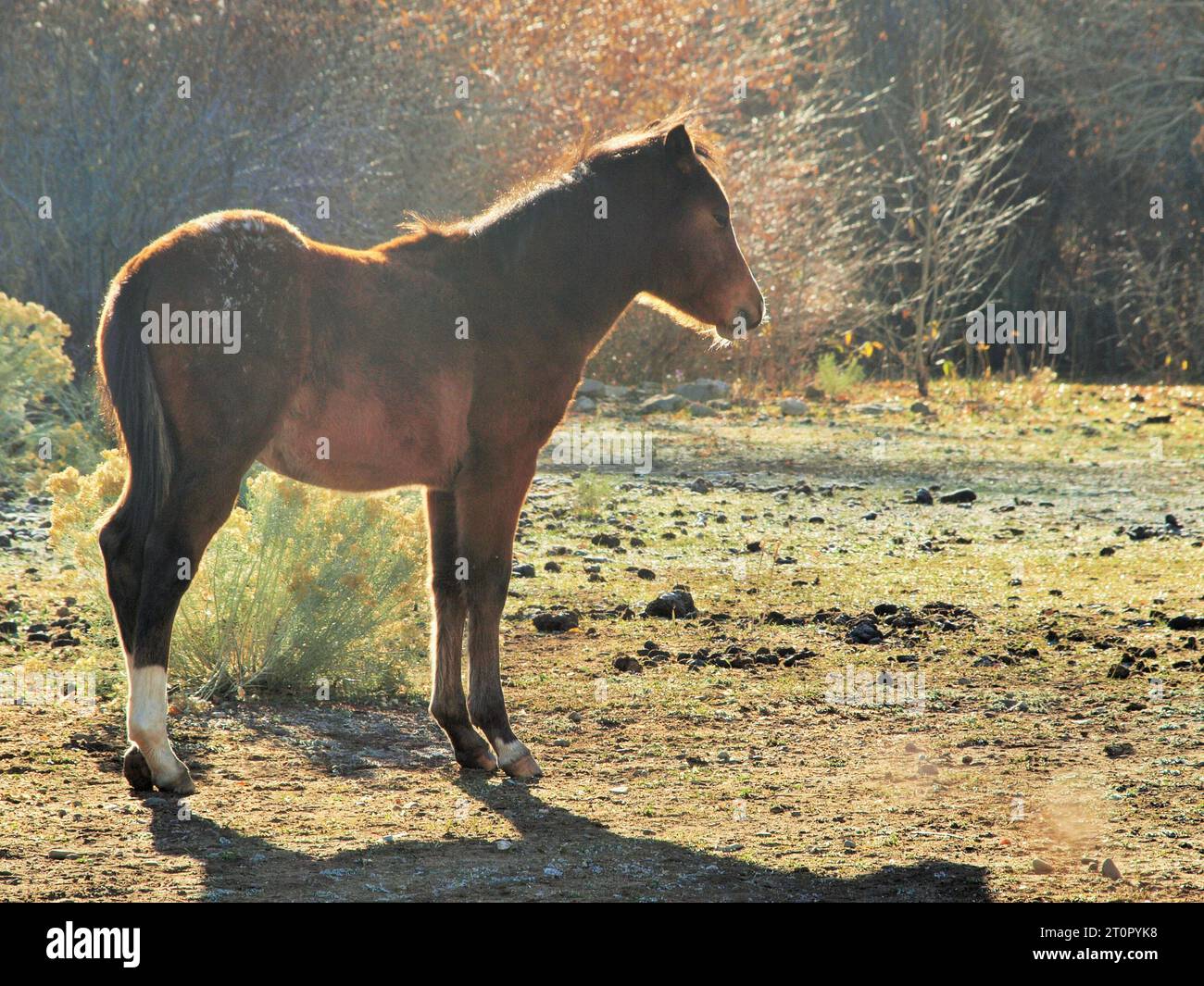 Ein Pferd in halber Silhouette Beleuchtung Stockfoto